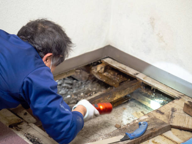Reliable Etowah, NC Mold Removal Solutions