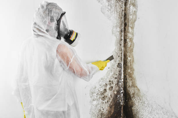 Best Affordable Mold Removal  in Etowah, NC