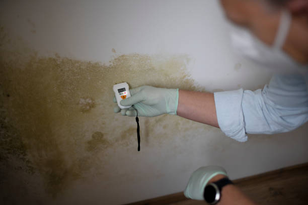 Best Mold Removal Process  in Etowah, NC