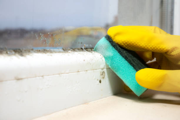 Best Professional Mold Removal  in Etowah, NC