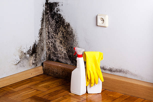  Etowah, NC Mold Removal Pros