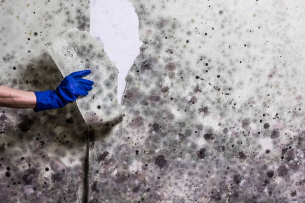 Attic Mold Removal in Etowah, NC