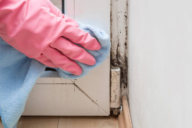 Best Mold Removal Specialists  in Etowah, NC