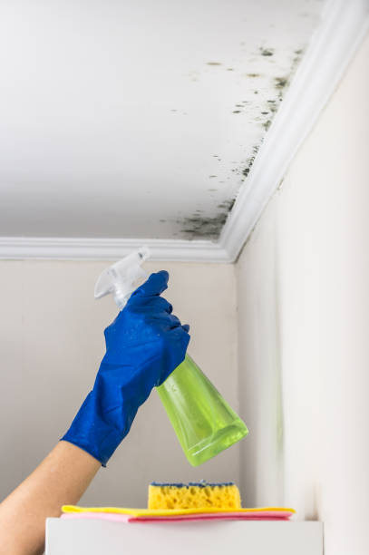 Best Mold Cleaning Services  in Etowah, NC